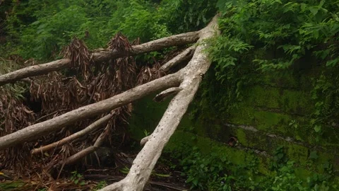 Framed from a forest-side angle, a large fallen tree leans against a mossy Stock Footage 319544649