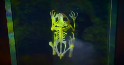 Framed Frog Skeleton With Illuminating Neon Lights. - Closeup Shot 스톡 동영상 158135736
