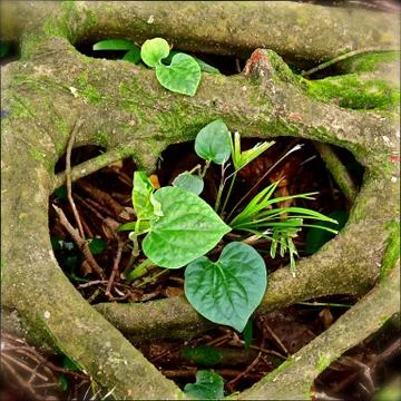 Framed in the roots Stock Photos
