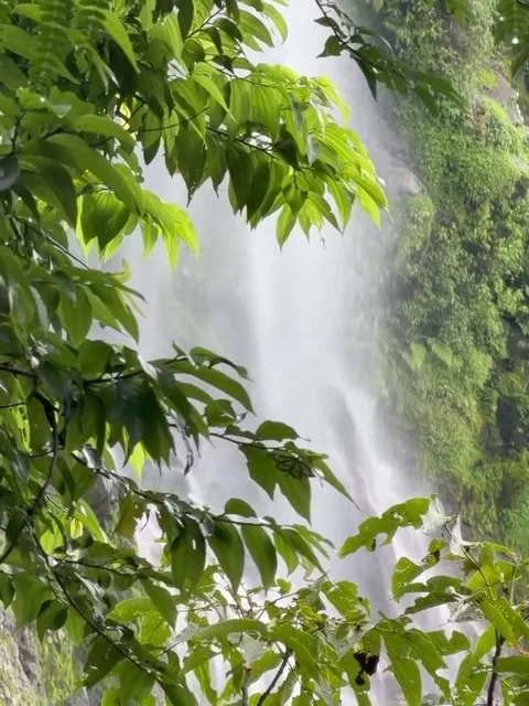 Framed View of Mountain Waterfall Through Green Foliage Video stock 341629949