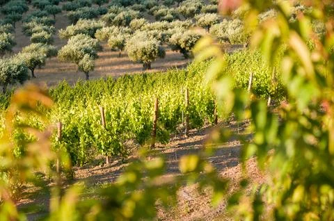 Framed View of Olive Trees and Vineyards in Portugal Stock Photos