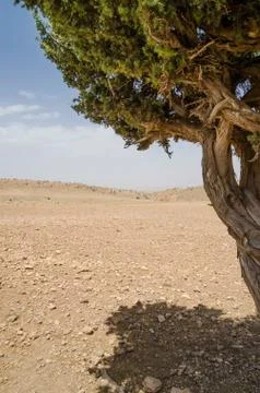 Framed view of single dry tree in Atlas Mountains in Morocco, North Africa Stock Photos
