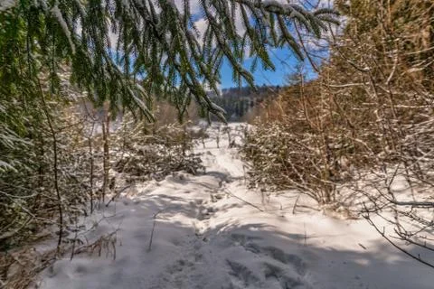 Framed view through branches at a snow covered path - winter landscape in a Stock Photos