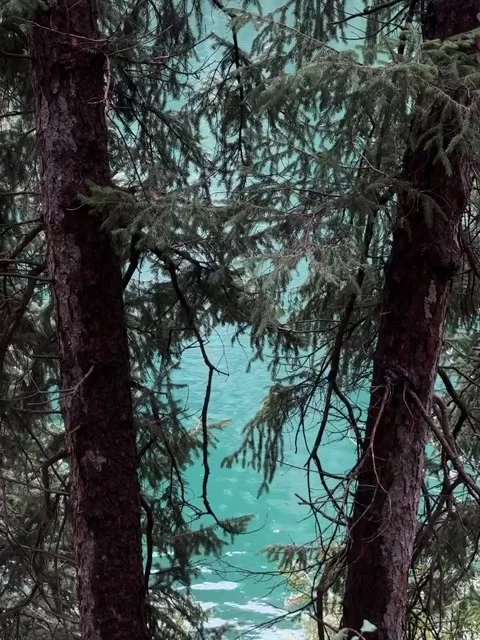 Framed View of a Turquoise River Through Pine Trees Stock Footage 341318091