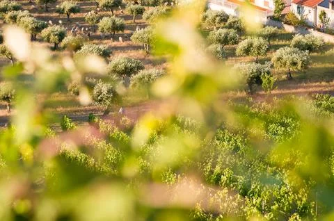 Framed View of Vineyard, Olive Trees and a Farmer in Rural Portugal Stock Photos