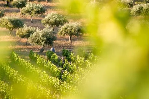 Framed View of Vineyard, Olive Trees and a Farmer in Rural Portugal Stock Photos