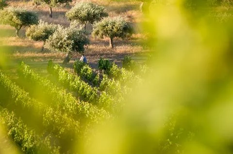 Framed View of Vineyard, Olive Trees and a Farmer in Rural Portugal Foto stock