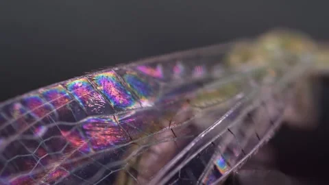 The framed wings of the lacewing fly shimmer with mother-of-pearl Stock Footage 261280262