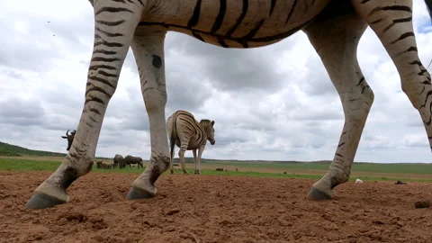 Framed Zebra Legs with Wildebeest Passing in a Scenic Wildlife Setting Stock Footage 297665981