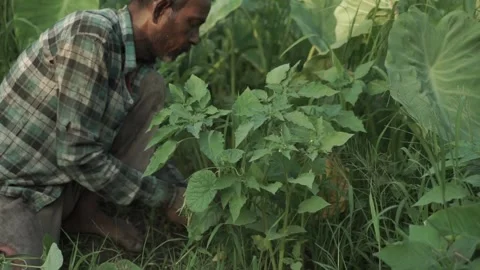 Framer Cutting Grass 스톡 동영상 133576584