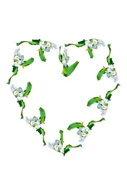 Frames are a branch of apple blossoms with leaves on the white background of  Illustrazione stock