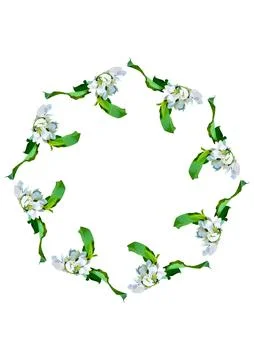 Frames are a branch of apple blossoms with leaves on the white background of  Illustrazione stock