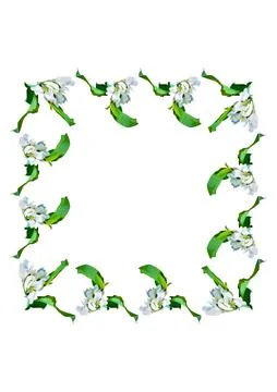 Frames are a branch of apple blossoms with leaves on the white background of  Stock Illustration