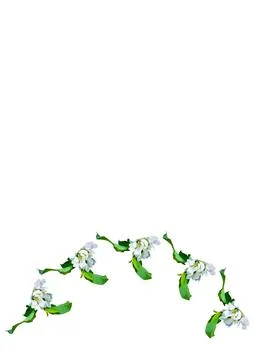 Frames are a branch of apple blossoms with leaves on the white background of  イラスト素材
