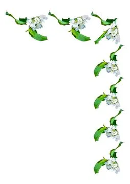 Frames are a branch of apple blossoms with leaves on the white background of  Illustrazione stock