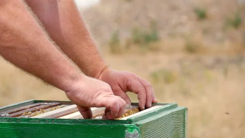 Frames are Rearranged in the Hive Stock Footage 135523038