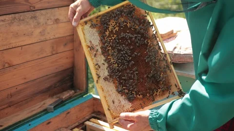 Frames of a bee hive, beekeeper in green special clothes harvesting honey 스톡 동영상 116045262