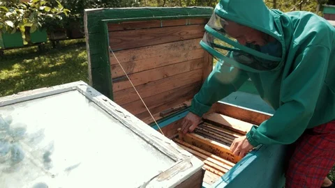 Frames of a bee hive, beekeeper in green special clothes harvesting honey Видео 116046293