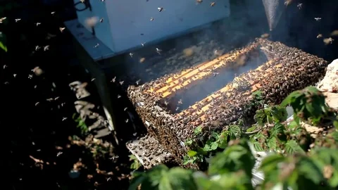 Frames of a bee hive. Beekeeper harvesting honey. Stock Footage 82229363