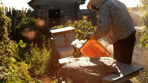 Frames of a bee hive. Beekeeper harvesting honey. Beekeeper Inspecting Bee Hive Stock Footage 82229797