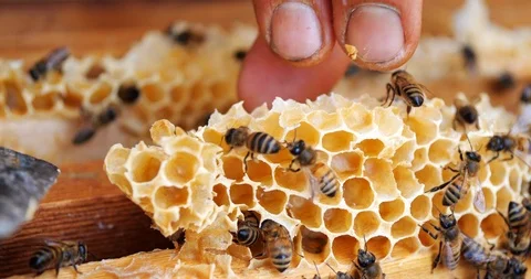 Frames of a bee hive. Beekeeper harvesting honey. Beekeeper Inspecting Bee Hive. Stock Footage 107537896