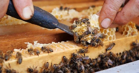 Frames of a bee hive. Beekeeper harvesting honey. Beekeeper Inspecting Bee Hive. Stock Footage 107708210