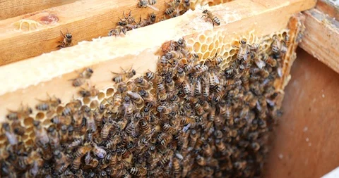 Frames of a bee hive. Beekeeper harvesting honey. Beekeeper Inspecting Bee Hive. Stock Footage 107990497