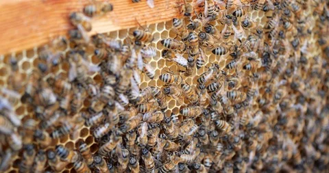 Frames of a bee hive. Beekeeper harvesting honey. Beekeeper Inspecting Bee Hive. Stock Footage