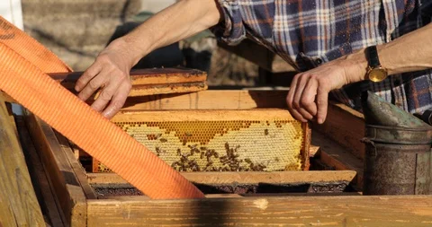 Frames of a bee hive. Beekeeper harvesting honey. The bee smoker is used to calm Stock Footage 127942339