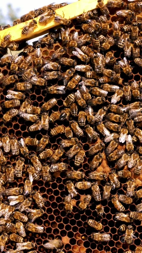 Frames of a bee hive. Beekeeper harvesting honey. Beekeeper Inspecting Bee Hive. Stock Footage 305504980