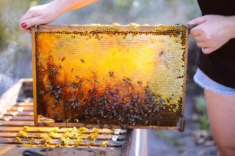 Frames of a bee hive. Beekeeper harvesting honey. The bee smoker is used to c Stock Photos