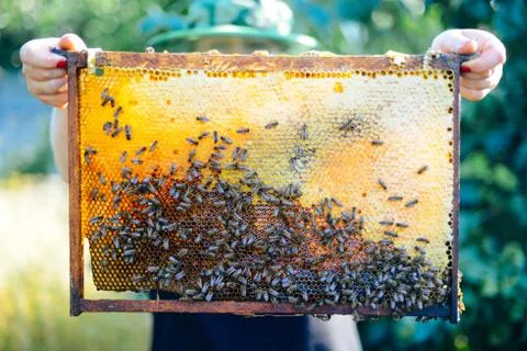 Frames of a bee hive. Beekeeper harvesting honey. The bee smoker is used to c Stock Photos