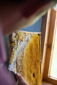 Frames of a bee hive. Beekeeper harvesting honey. The bee smoker is used to calm Stock Photos