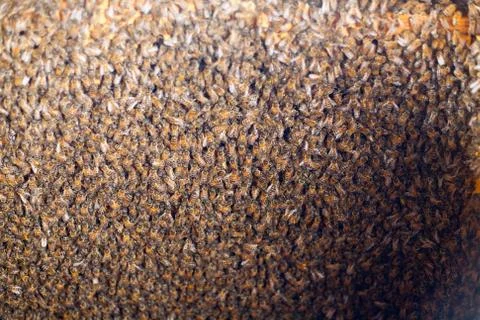 Frames of a bee hive. Beekeeper harvesting honey. The bee smoker is used to calm Stock Photos