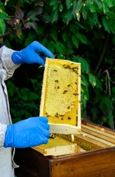Frames of a bee hive. Beekeeper harvesting honey. Beekeeper Inspecting Bee Hi Stock Photos