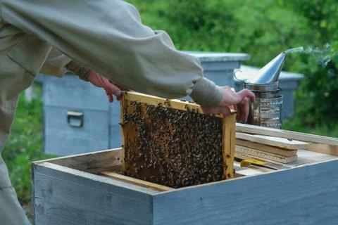 Frames of a bee hive. Beekeeper harvesting honey. The bee smoker is used to calm Stock Photos