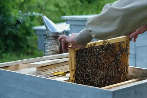Frames of a bee hive. Beekeeper harvesting honey. The bee smoker is used to calm Stock Photos