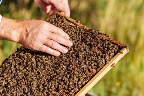 Frames of a bee hive. Beekeeper harvesting honey. Working bees on honey cells Stock Photos