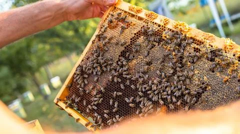 Frames of a bee hive. Beekeeper harvesting honey. Beekeeper Inspecting Bee Hive Foto stock