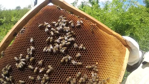 Frames of a bee hive. Working bees on honey cells. Apiary concept Stock Footage 148811893