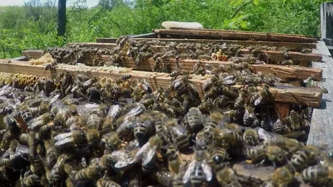Frames of a bee hive. Working bees on honey cells. Apiary concept Stock Footage 151374826