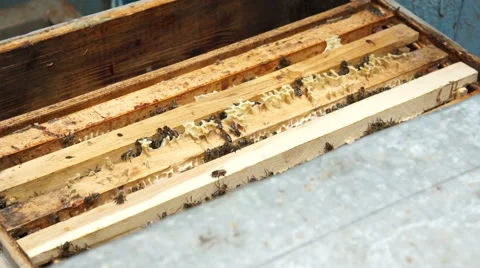 Frames in the beehive Stock Footage 53850007