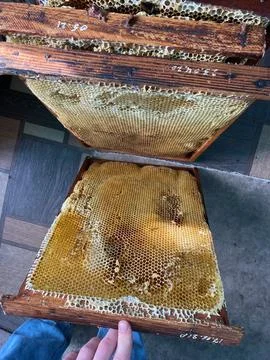 Frames of a beehive just taken from beehive with sweet honey. Stock Photos