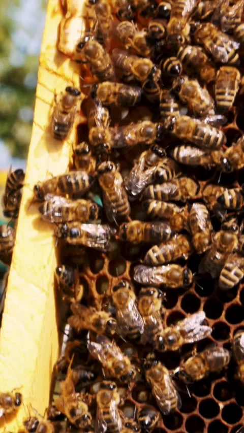Frames of a beehive. Macro shot of bees swarming on a honeycomb . Working bees Stock Footage 313447984