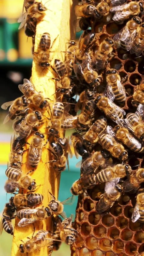 Frames of a beehive. Macro shot of bees swarming on a honeycomb . Working bees Stock Footage 315364488