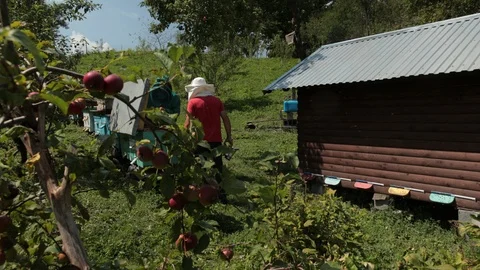 Frames beehive, three beekeepers in special clothes that collect honey Stock Footage 116044673