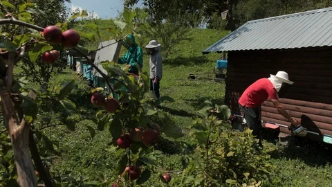 Frames beehive, three beekeepers in special clothes that collect honey Stock Footage 116046373