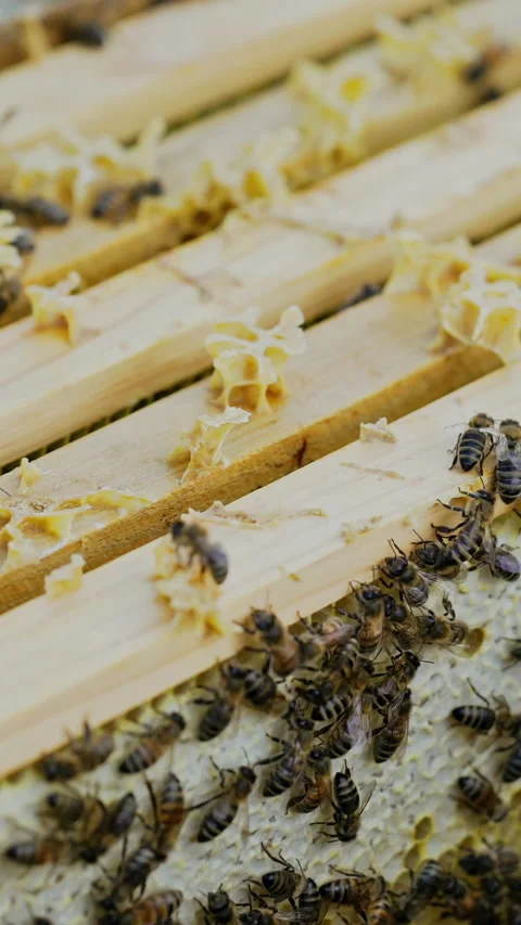 Frames of a beehive. Working bees in a hive Stock Footage 279176541