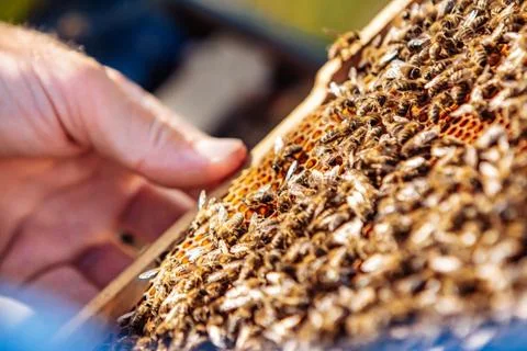 Frames of a beehive. Working bees in a hive. Bees turn nectar into honey. Stock Photos