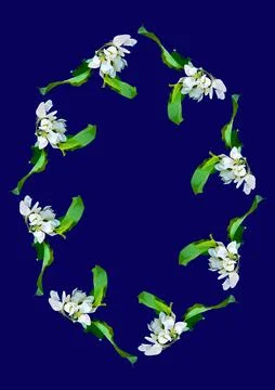 Frames - a branch of apple flowers on the blue background of the A4, vertical 스톡 일러스트